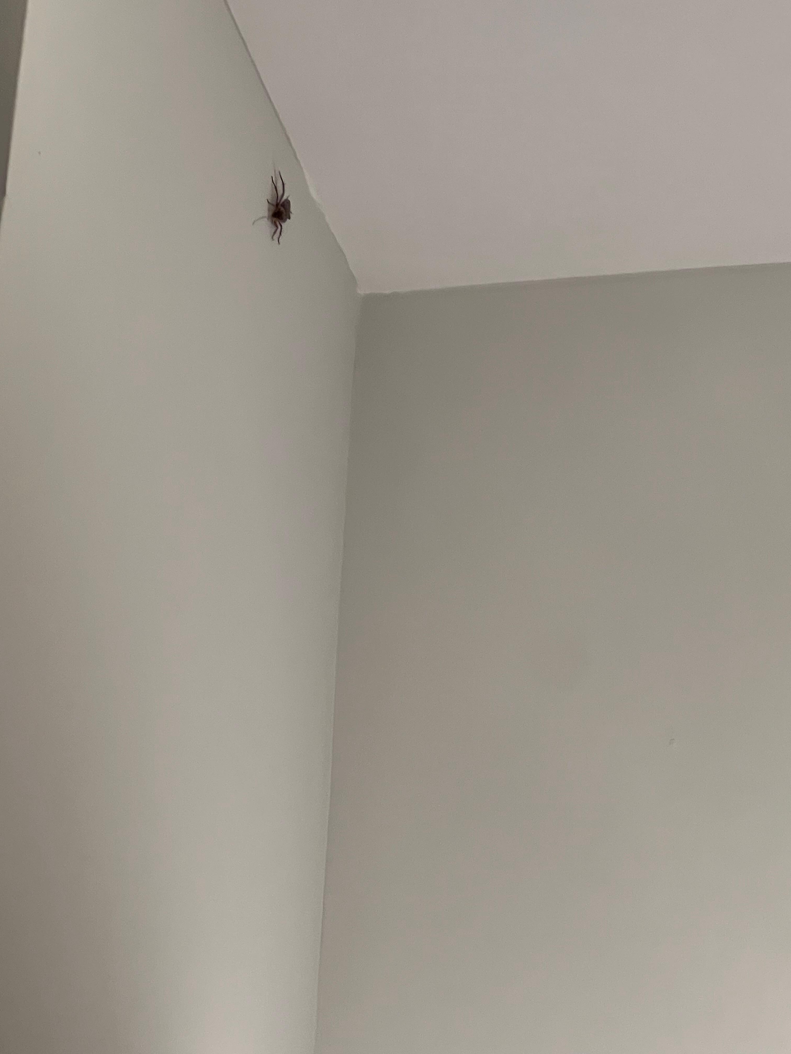 Kitchen roach