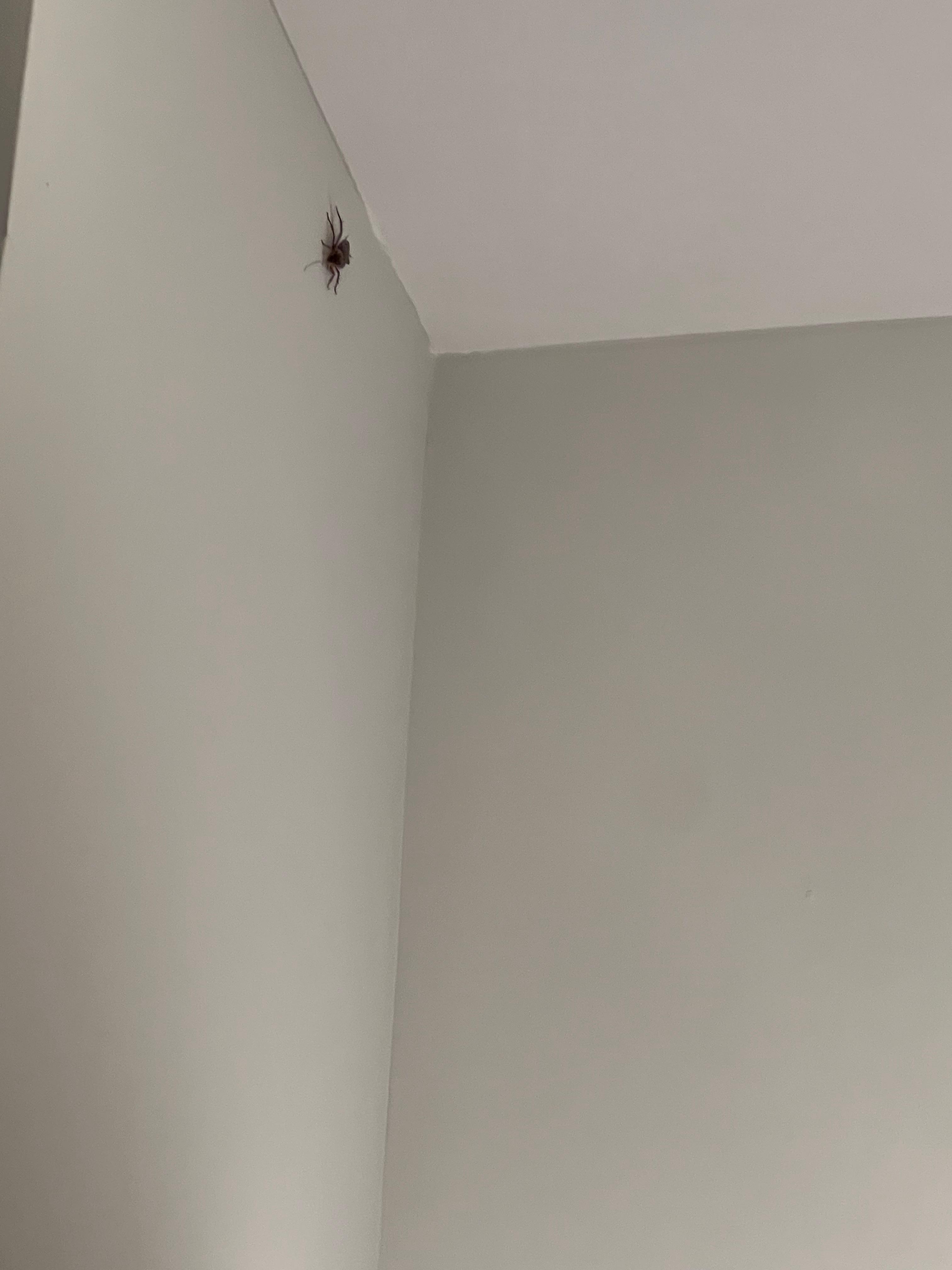Kitchen roach