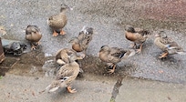 Ducks wandering all over in harmony with humans