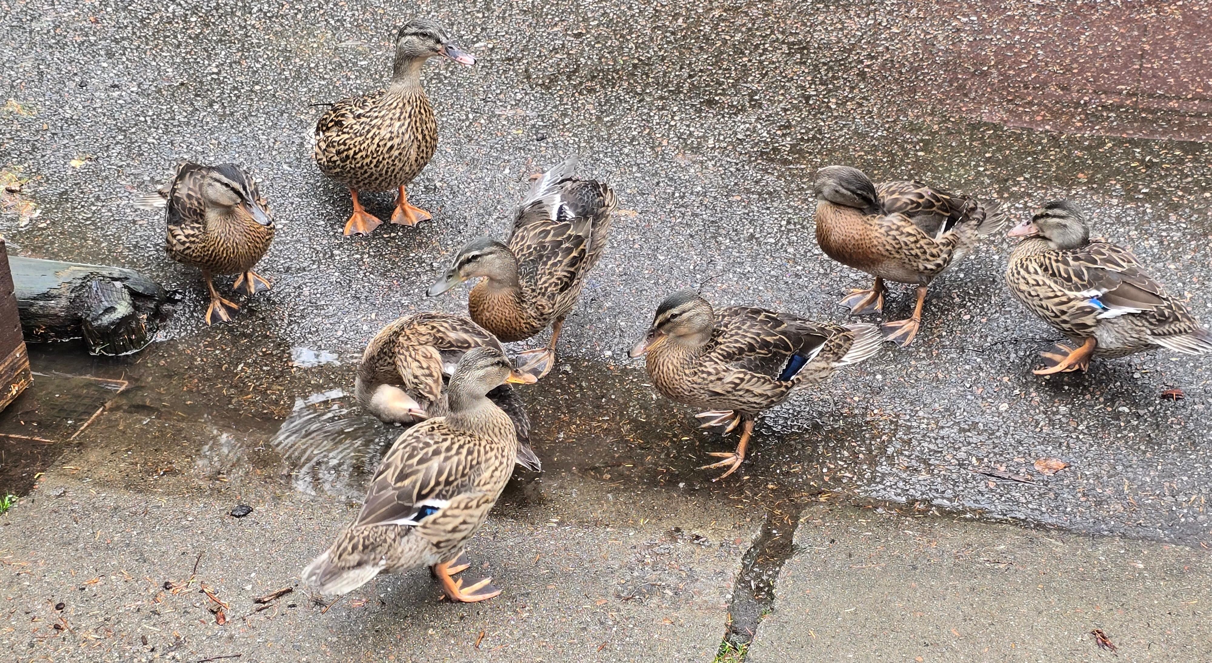 Ducks wandering all over in harmony with humans