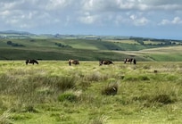 Exmoor ponies