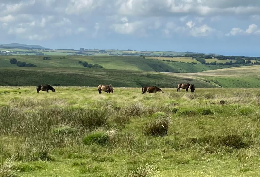 Exmoor ponies