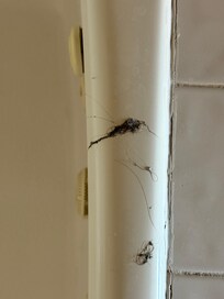 Hair from drain