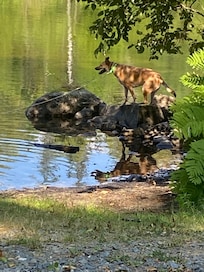 Exploring the ducks nap spot