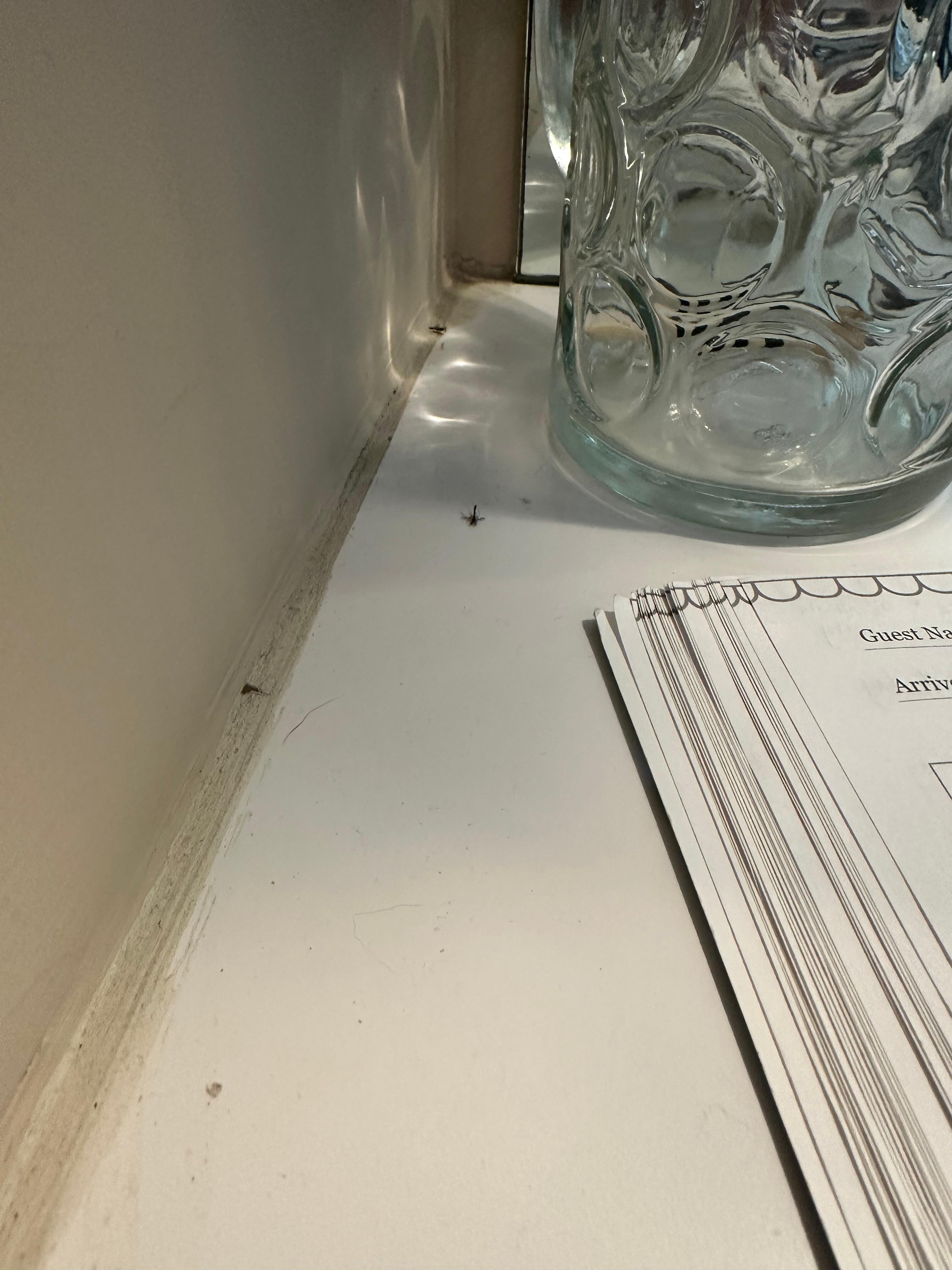 Dead insects on the bar area. That’s the registration book you can see.  Not even trying to hide the dead bugs