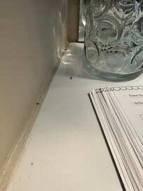 Dead insects on the bar area. That’s the registration book you can see. Not even trying to hide the dead bugs