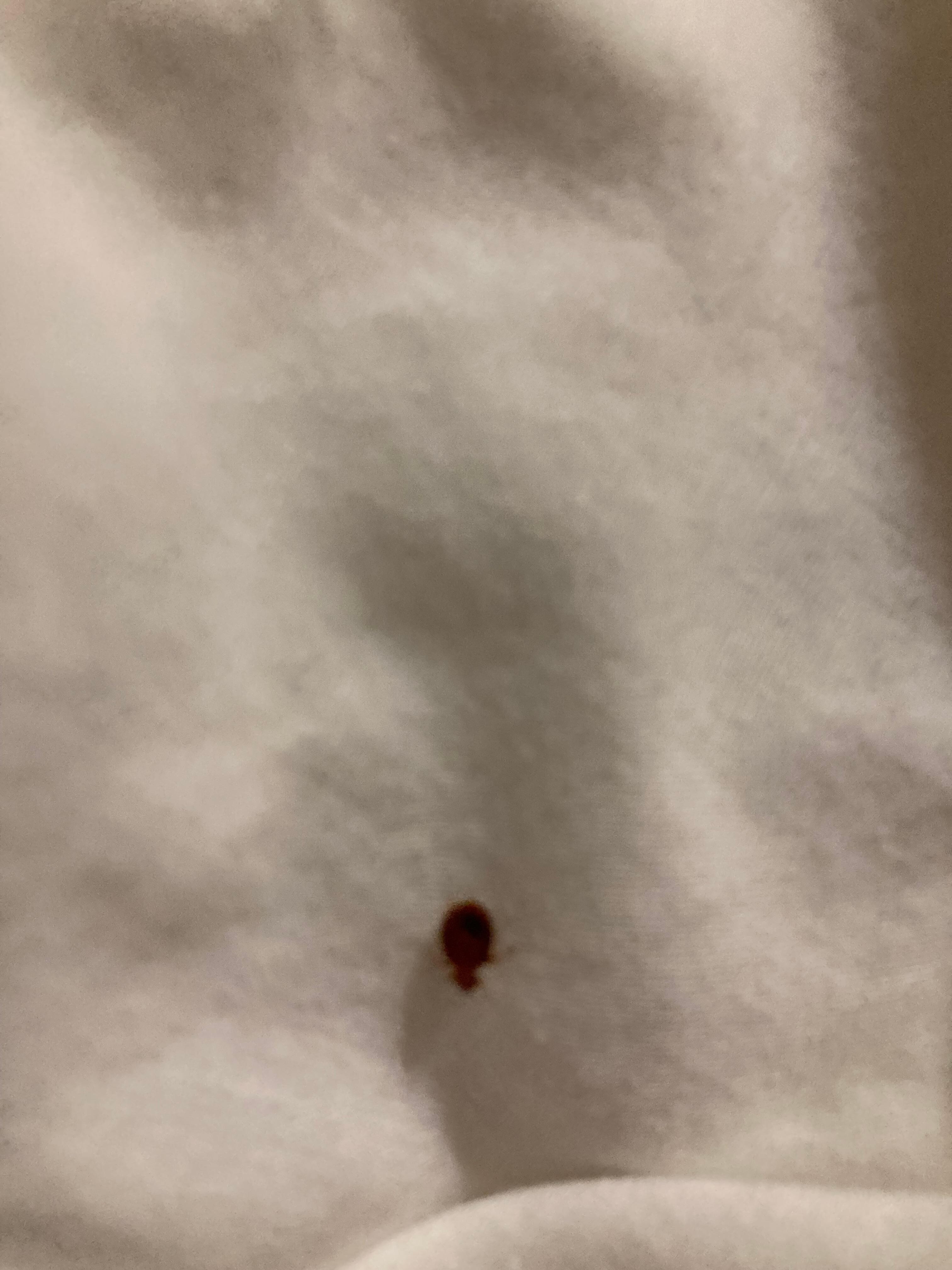 This a called a bed bug.