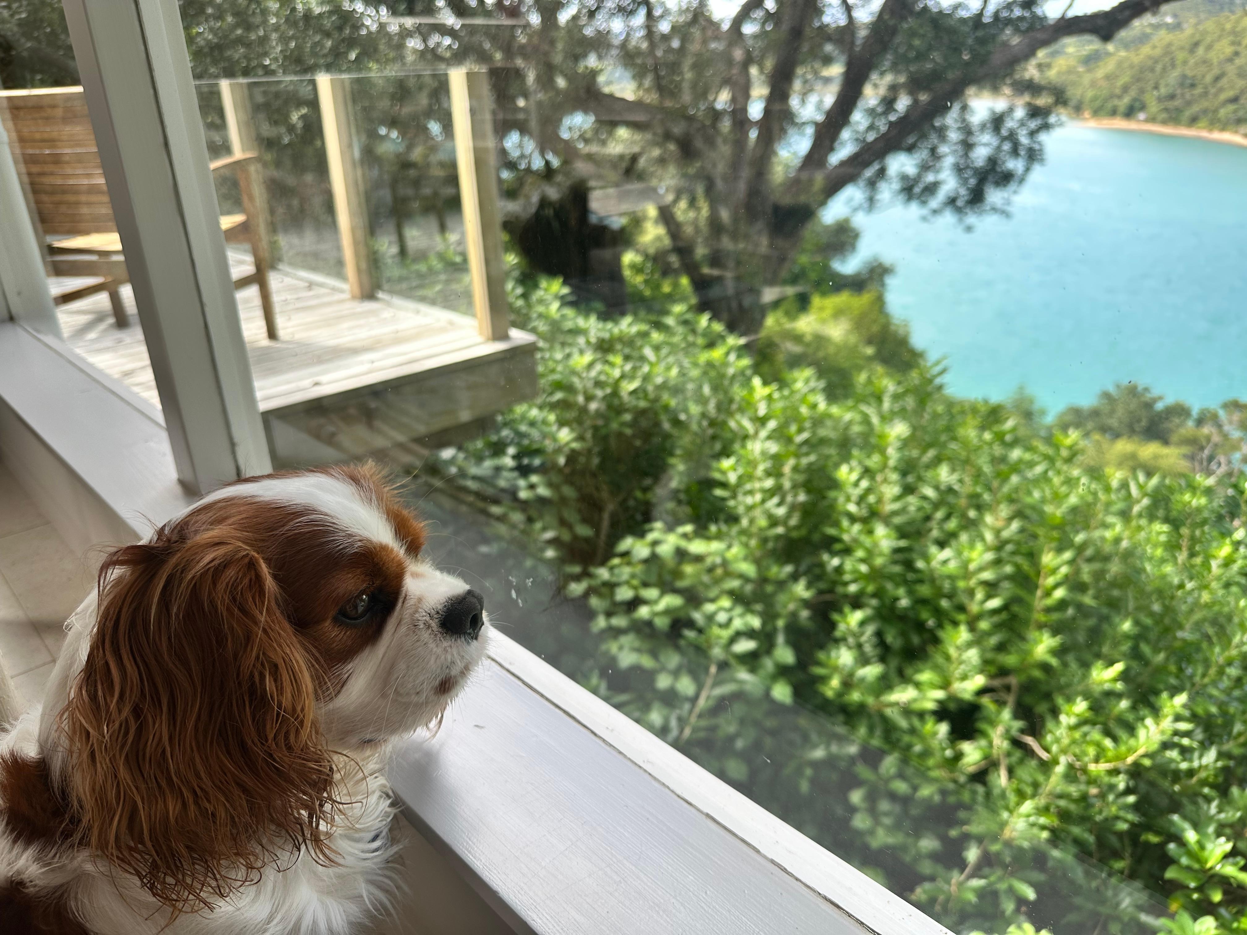 Our dog enjoyed the views and the coastal walkway access below. 