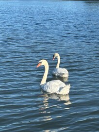 Daily visitors