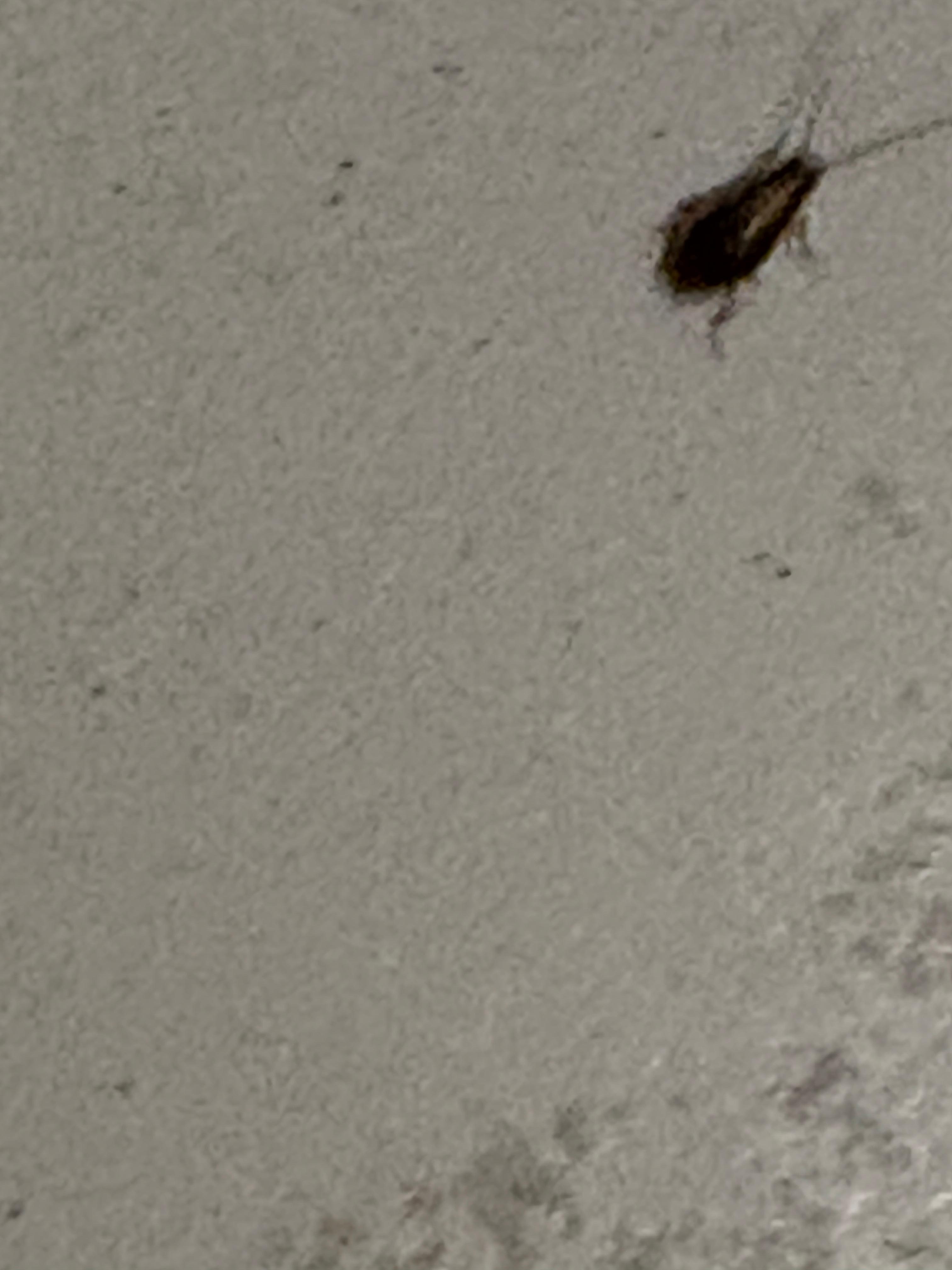 Roaches in bathroom 