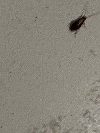 Roaches in bathroom