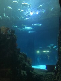 Short drive to the Aquarium.