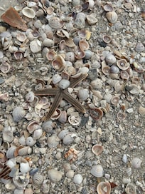 Shells on the beach