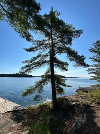 Classic Muskoka pine trees, lichen and mosses