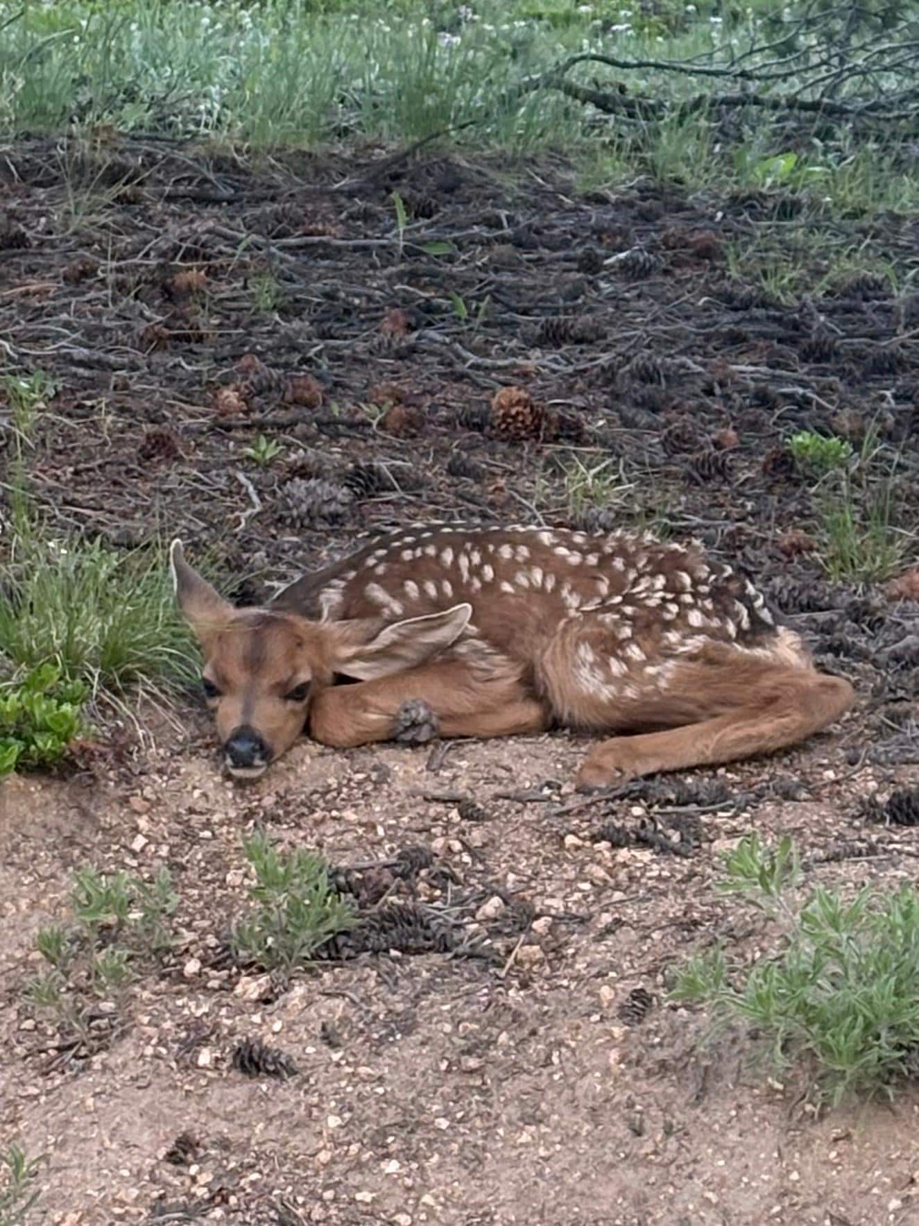 This little fawn was resting near the driveway. 