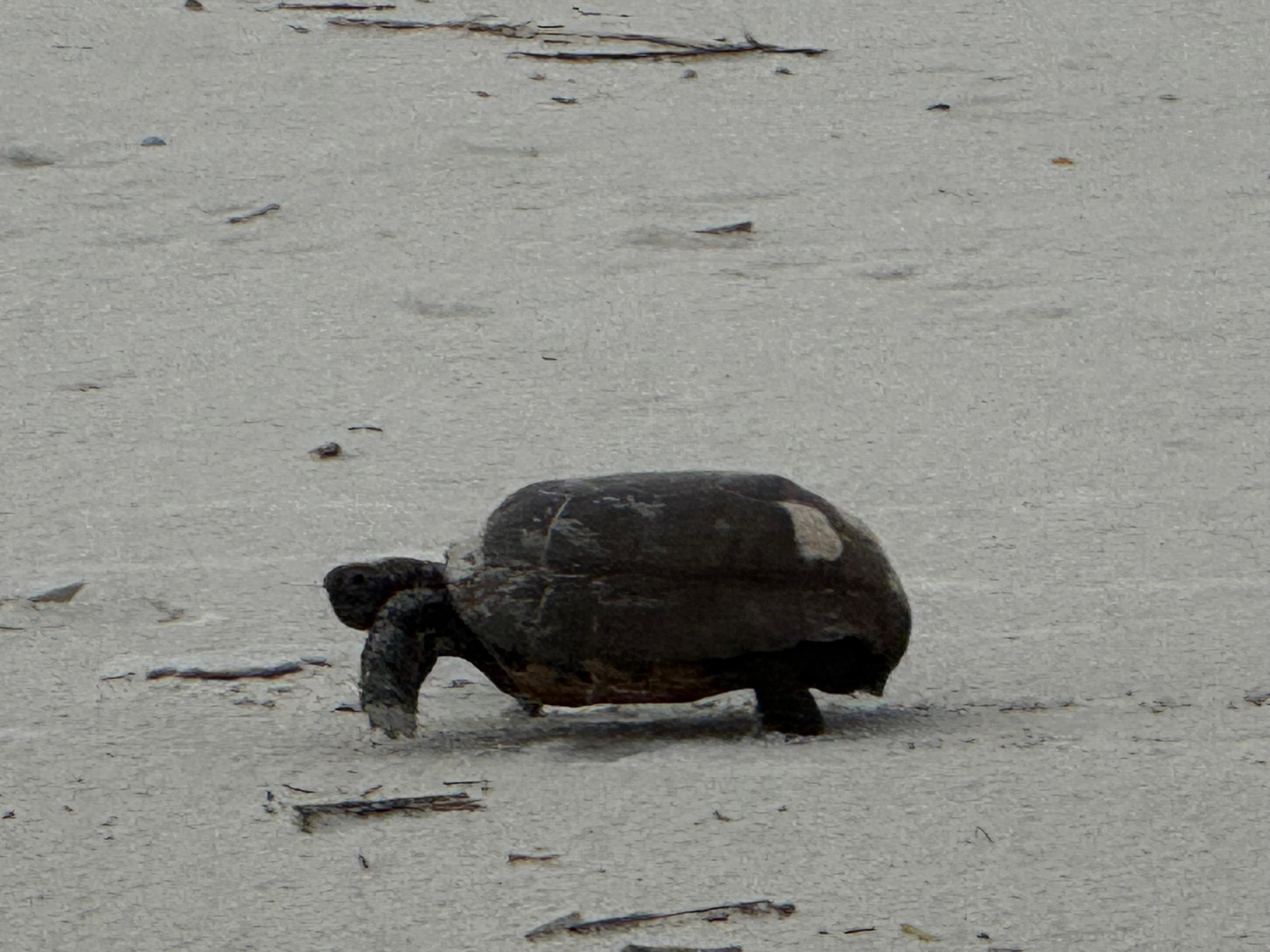 Land turtle taking a stroll on the beach