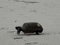 Land turtle taking a stroll on the beach