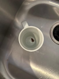 Cockroach we had to kill with a coffee cup