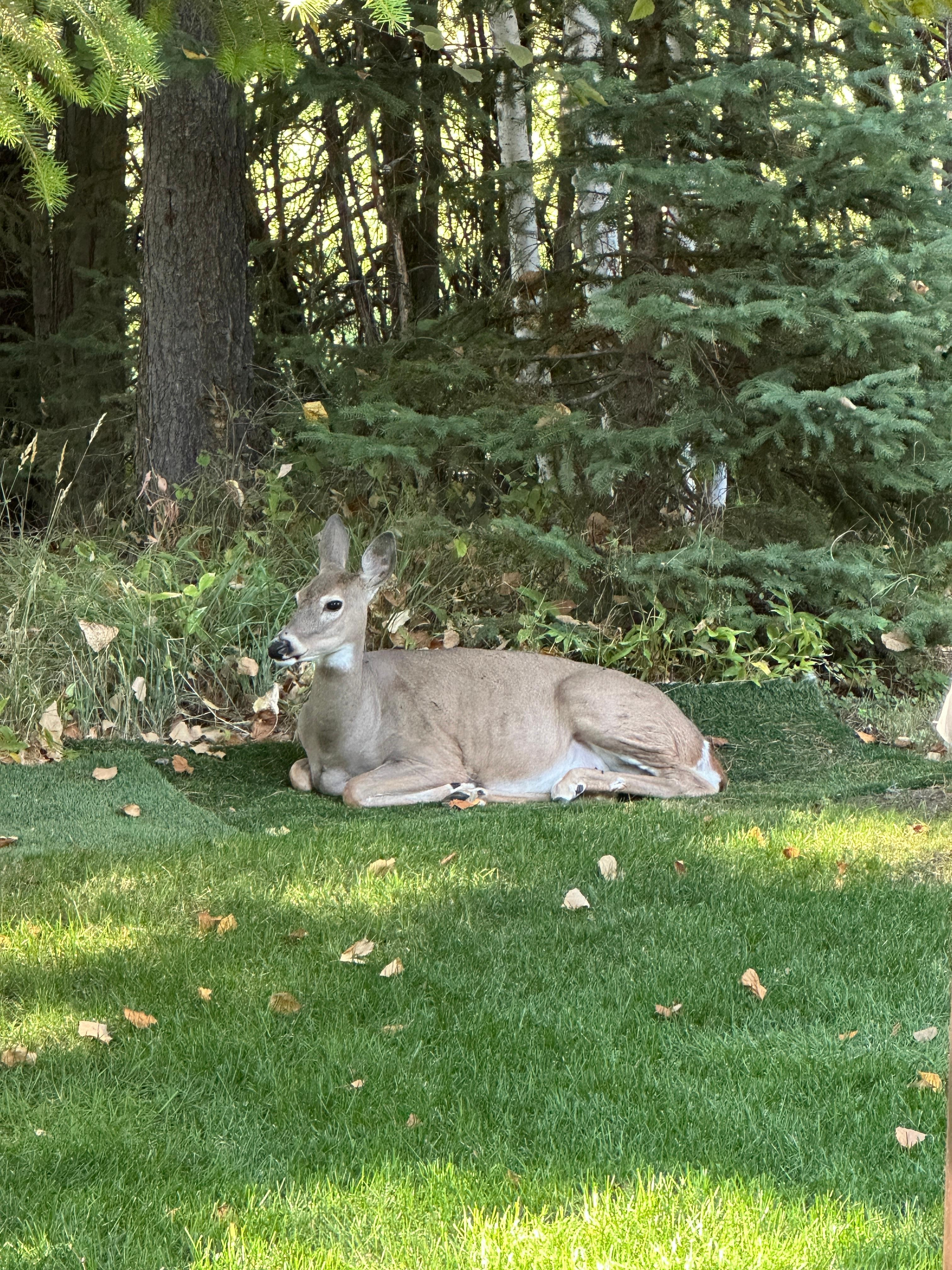In the back yard! Amazingly tame!
