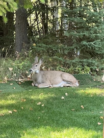 In the back yard! Amazingly tame!