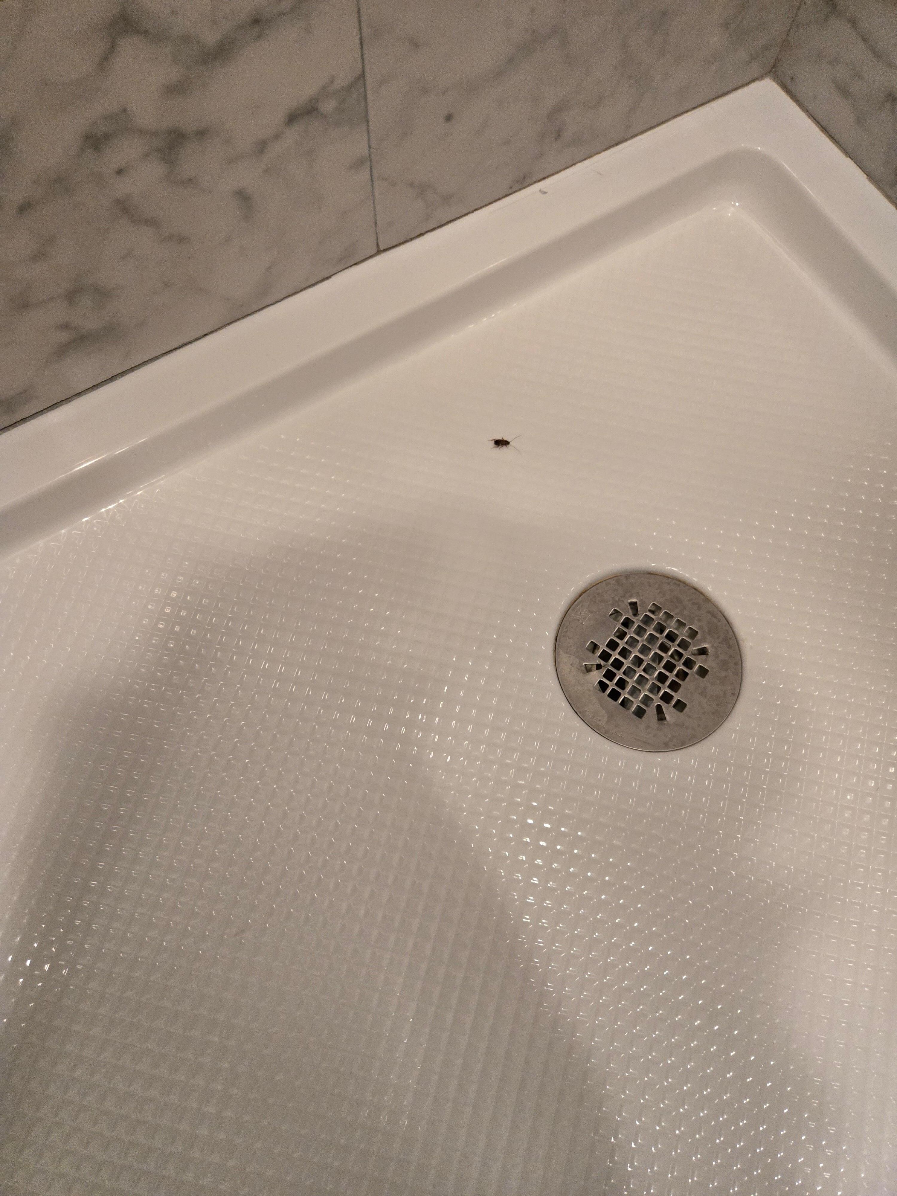 Another roach in the bathroom.