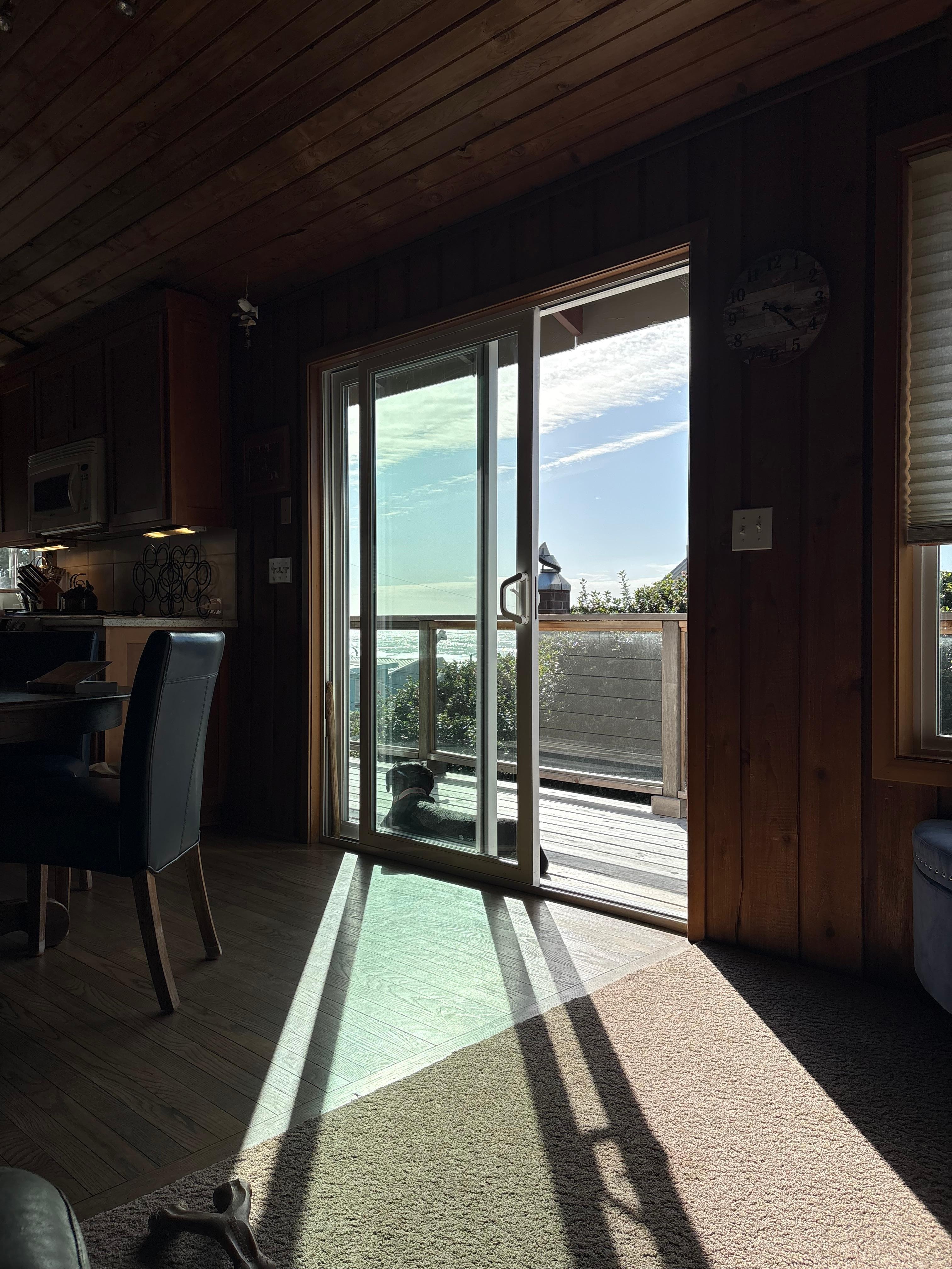 Finn enjoying the seagulls.