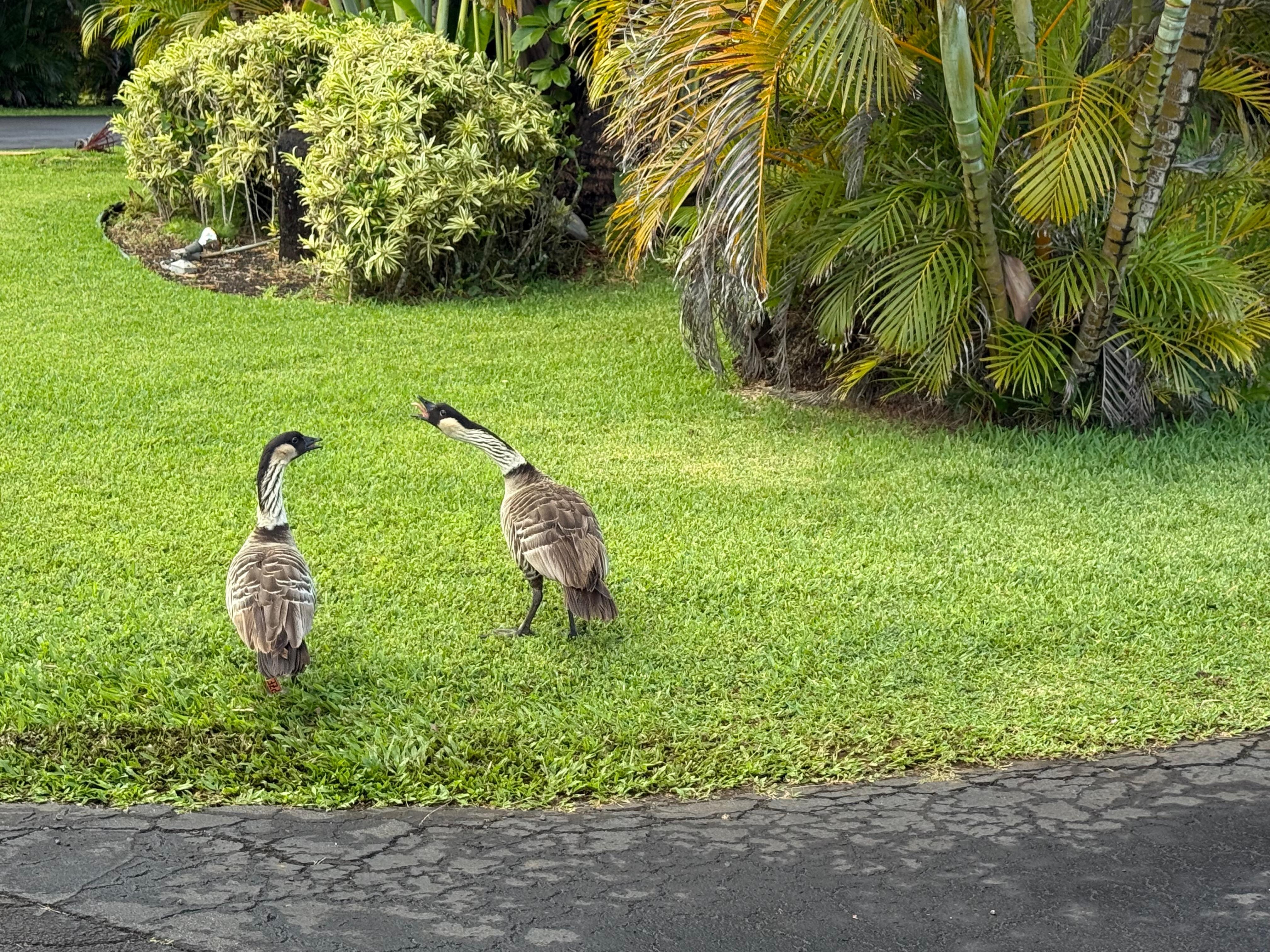 Nene on the property grounds