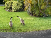 Nene on the property grounds
