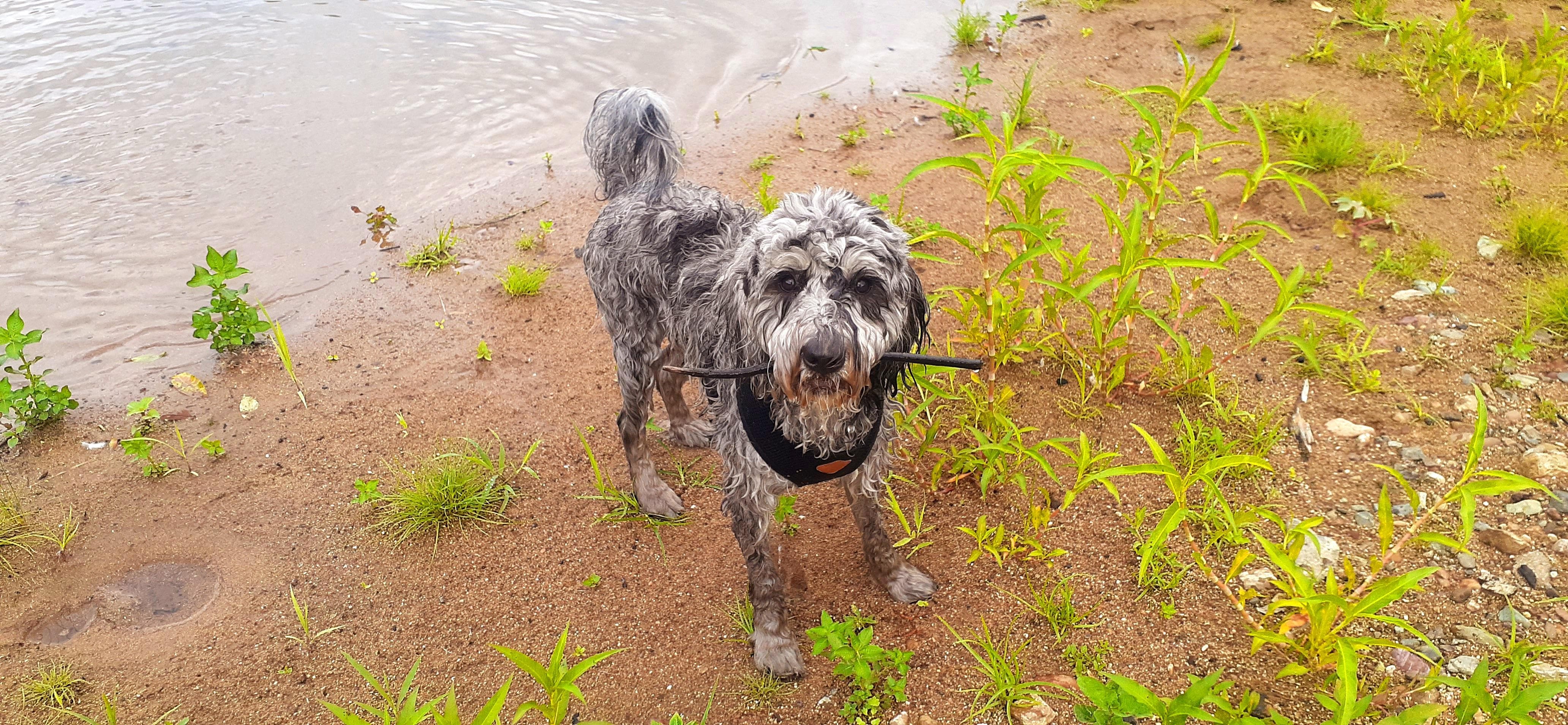 Happy Dog Happy Life..