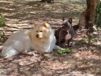 Nos chiens aux anges