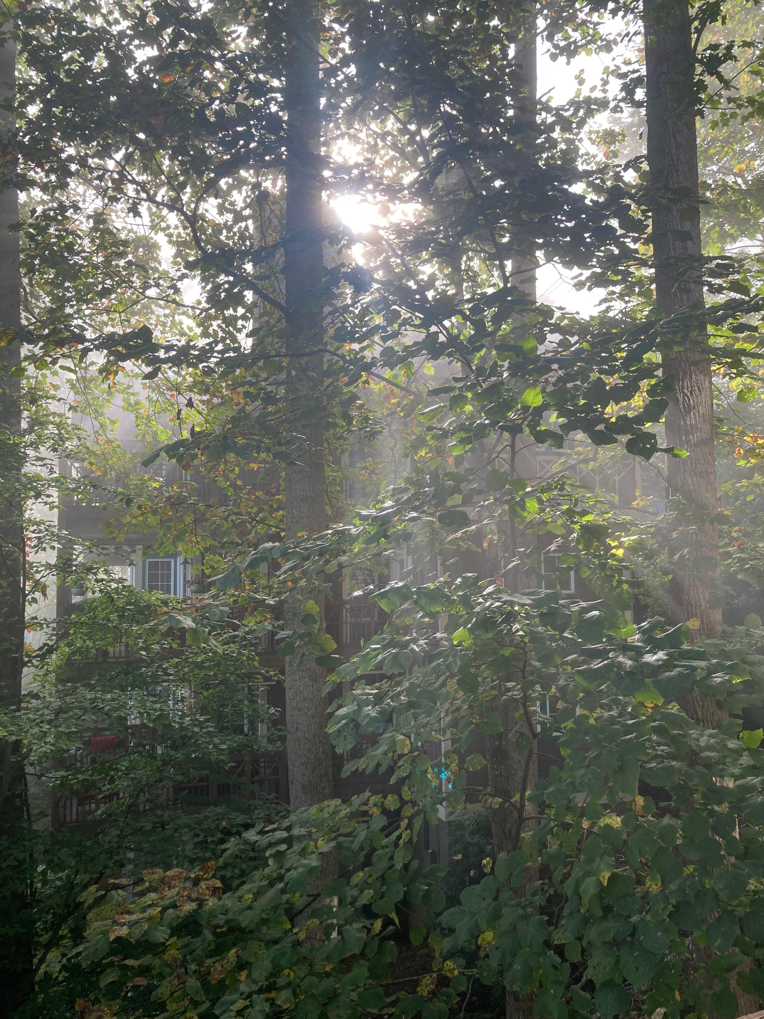 Mist through the trees 