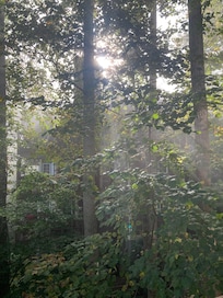 Mist through the trees