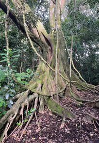 On the trail behind Cala Lodge