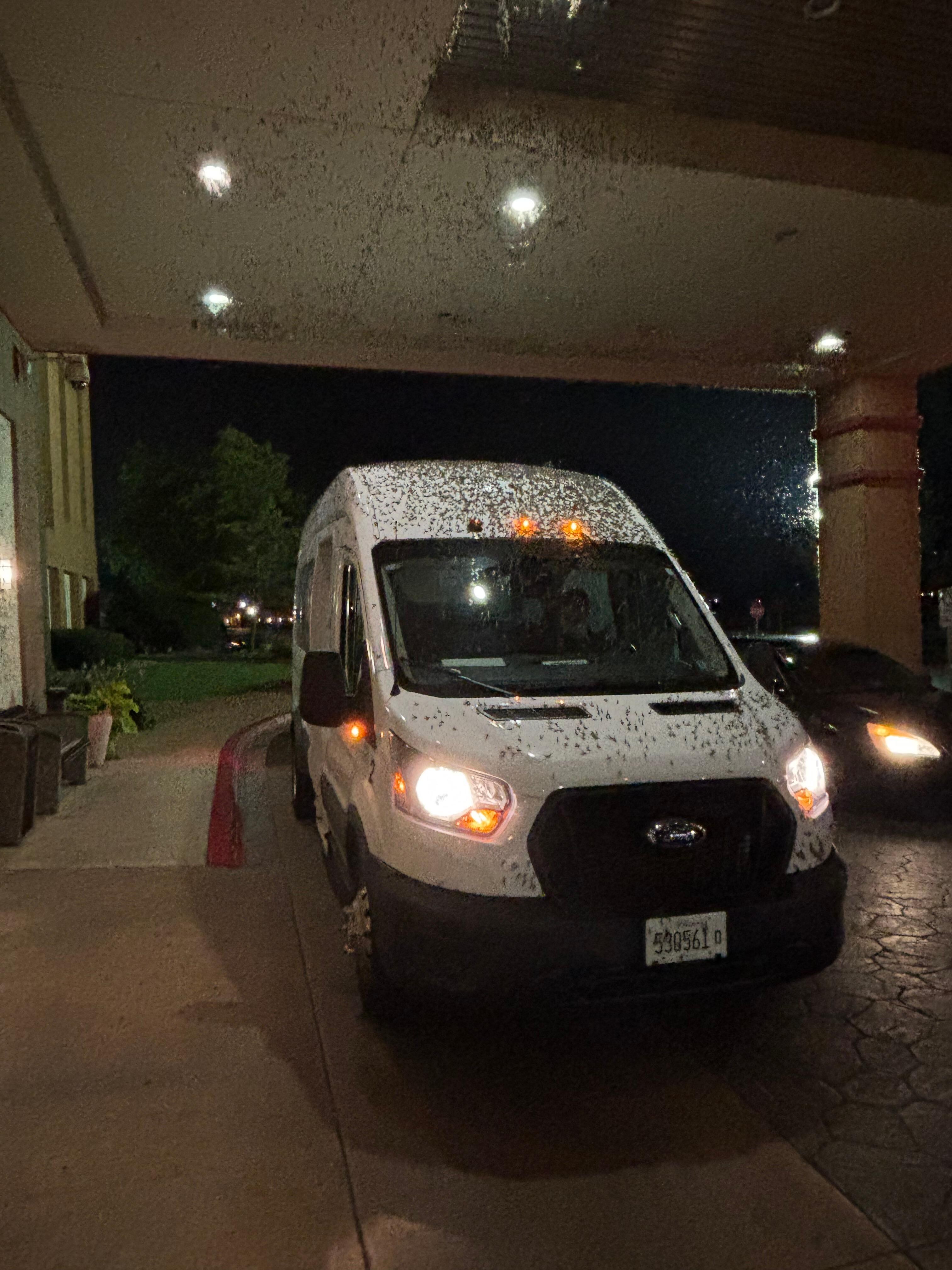 Mayflies swarming at night!