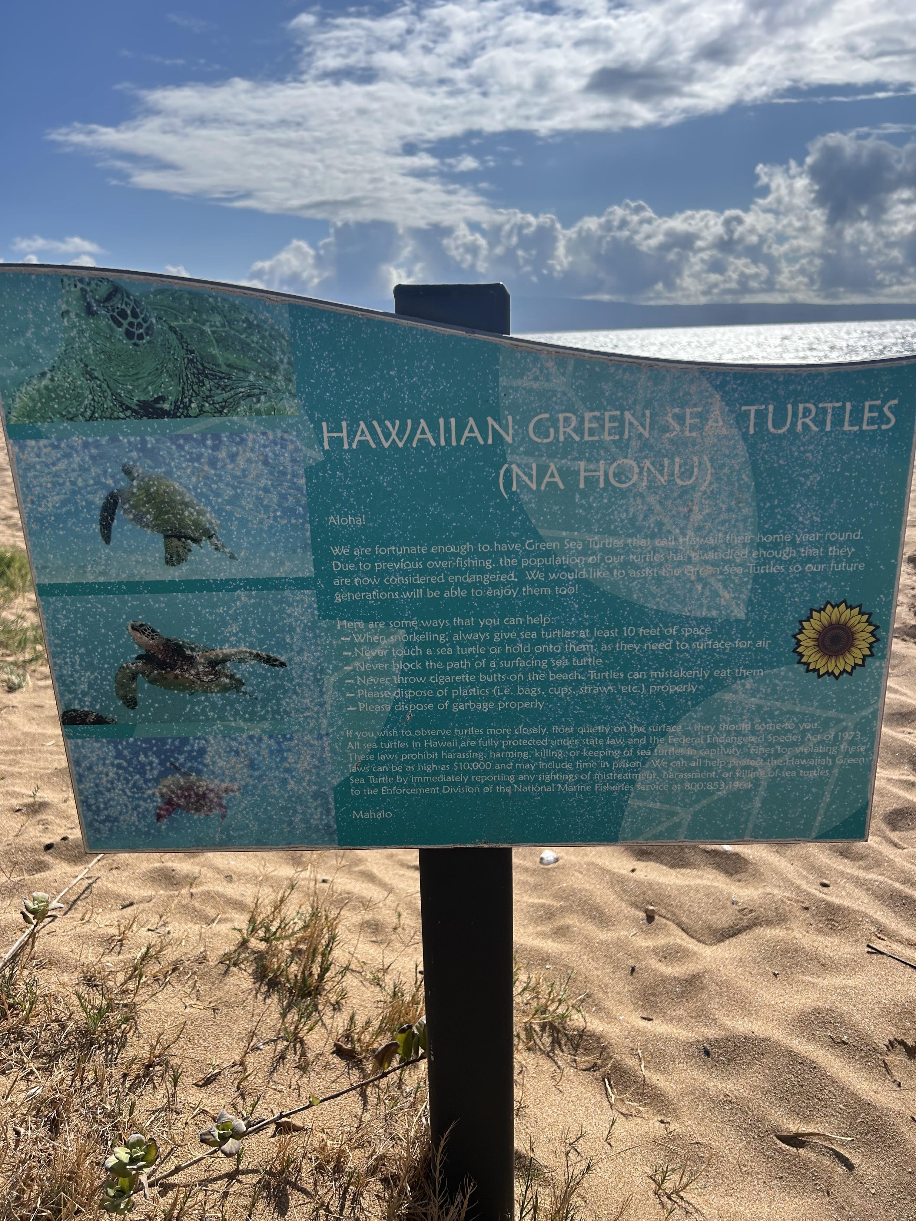 We spotted turtles every day!