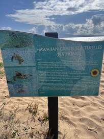 We spotted turtles every day!