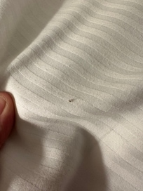 Bugs all over the beds