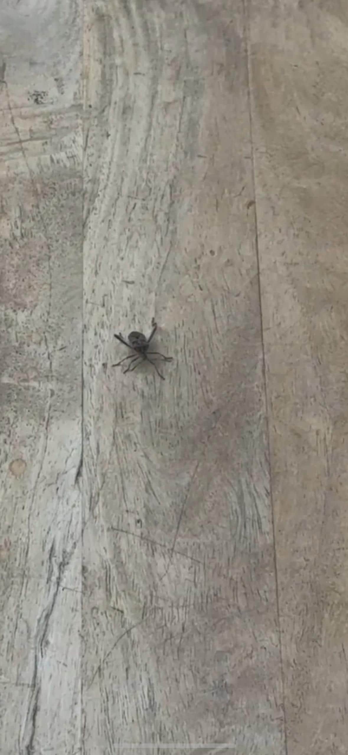 Pine seed bug
