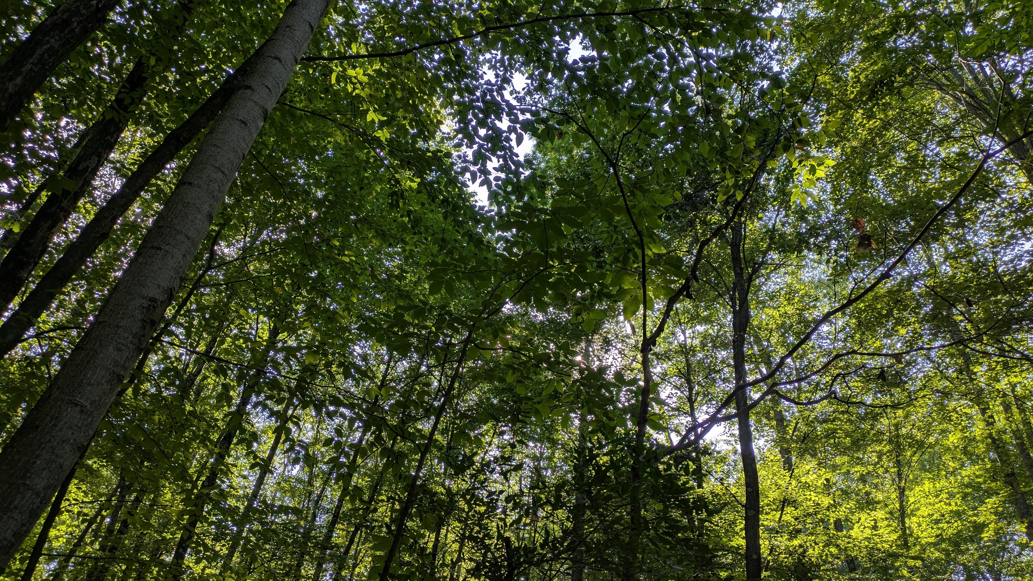The view from the hammock