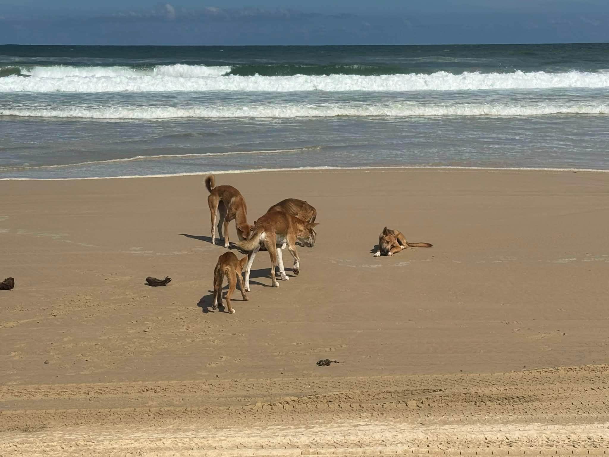 Dingos on beach below Happy Valley
