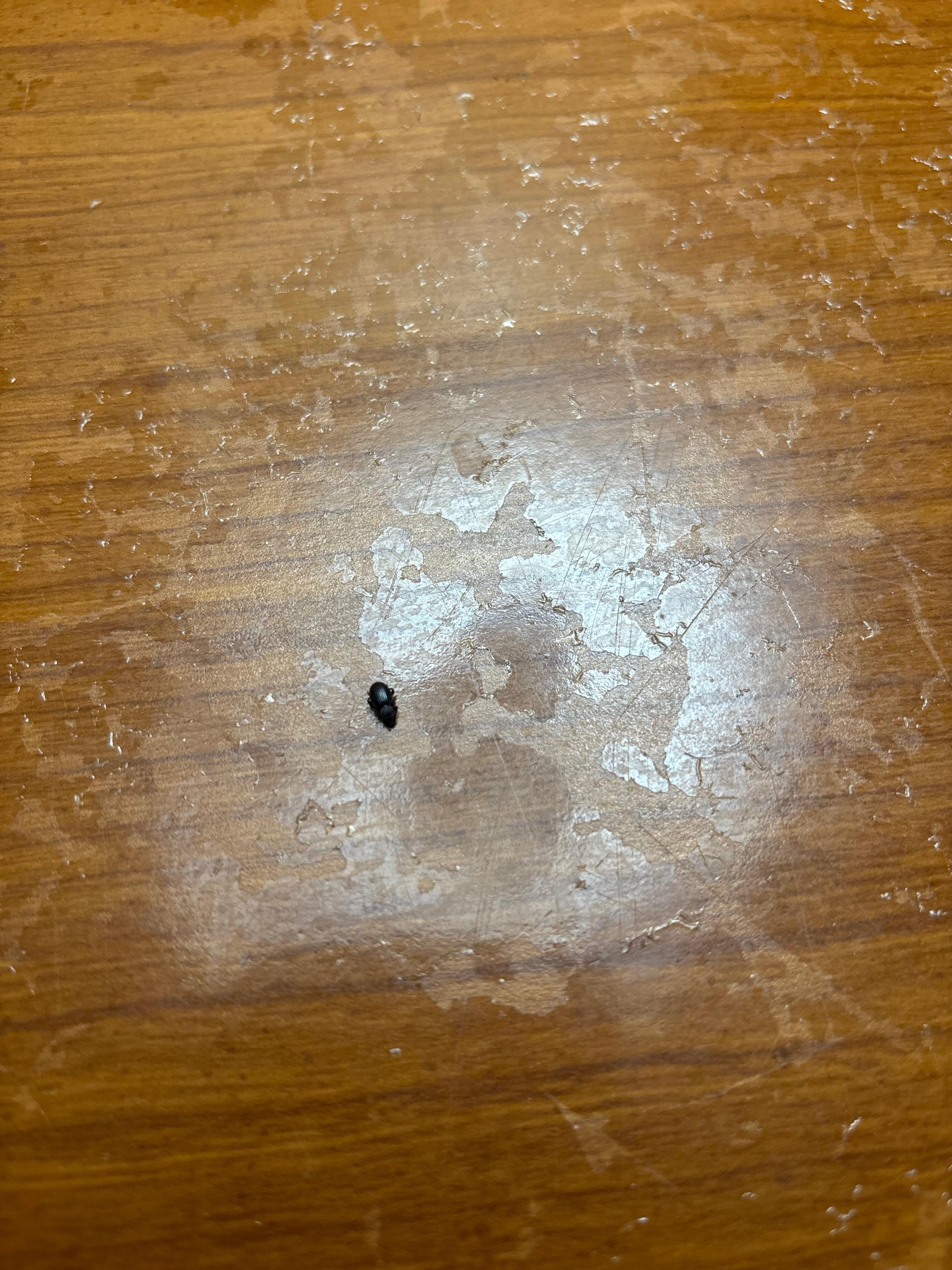 Bug we found crawling on the bed
