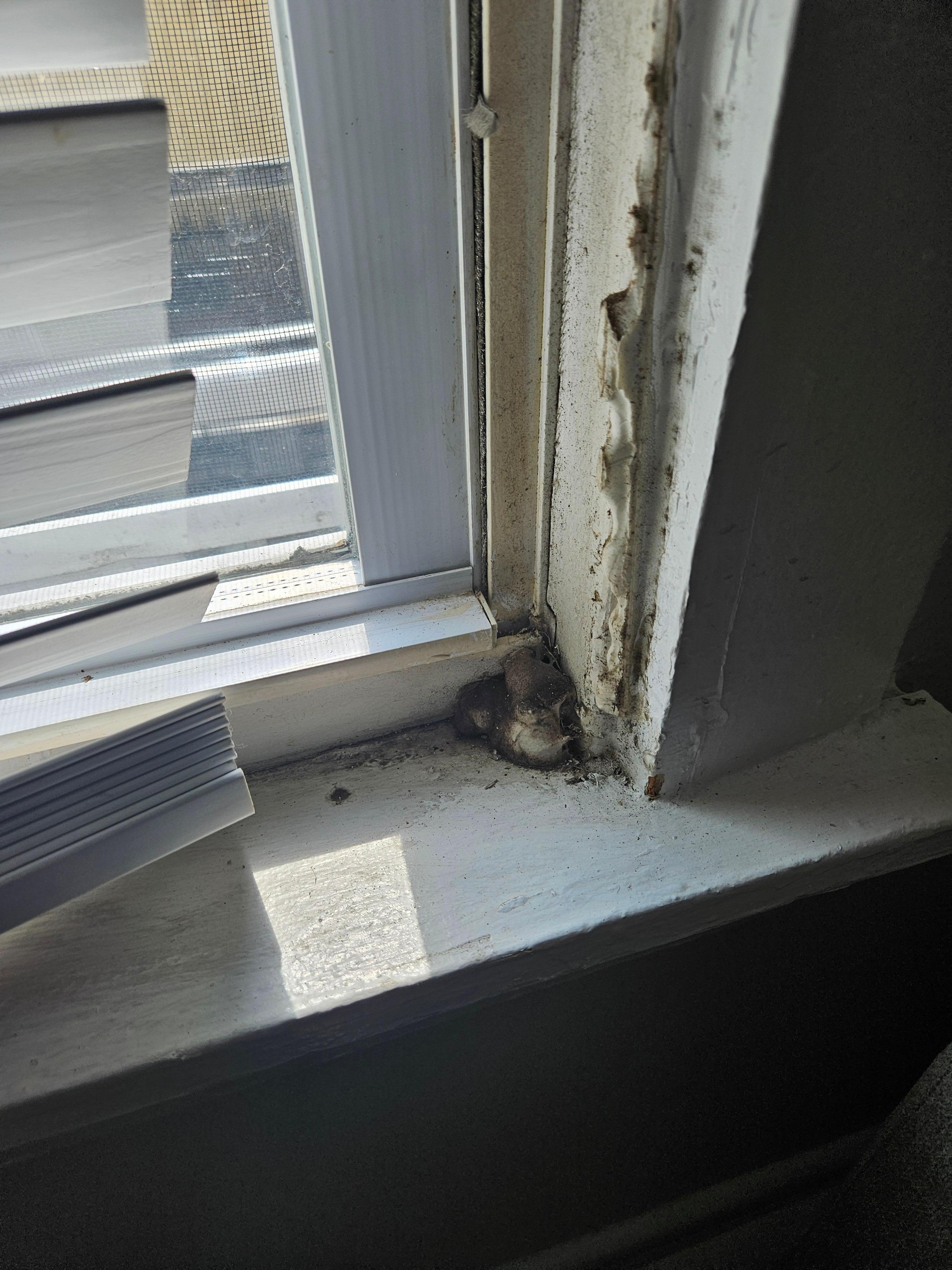 Looks like a nest or something in the windows downstairs