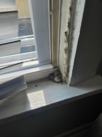 Looks like a nest or something in the windows downstairs