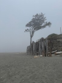 Kalaloch Beach in Fog