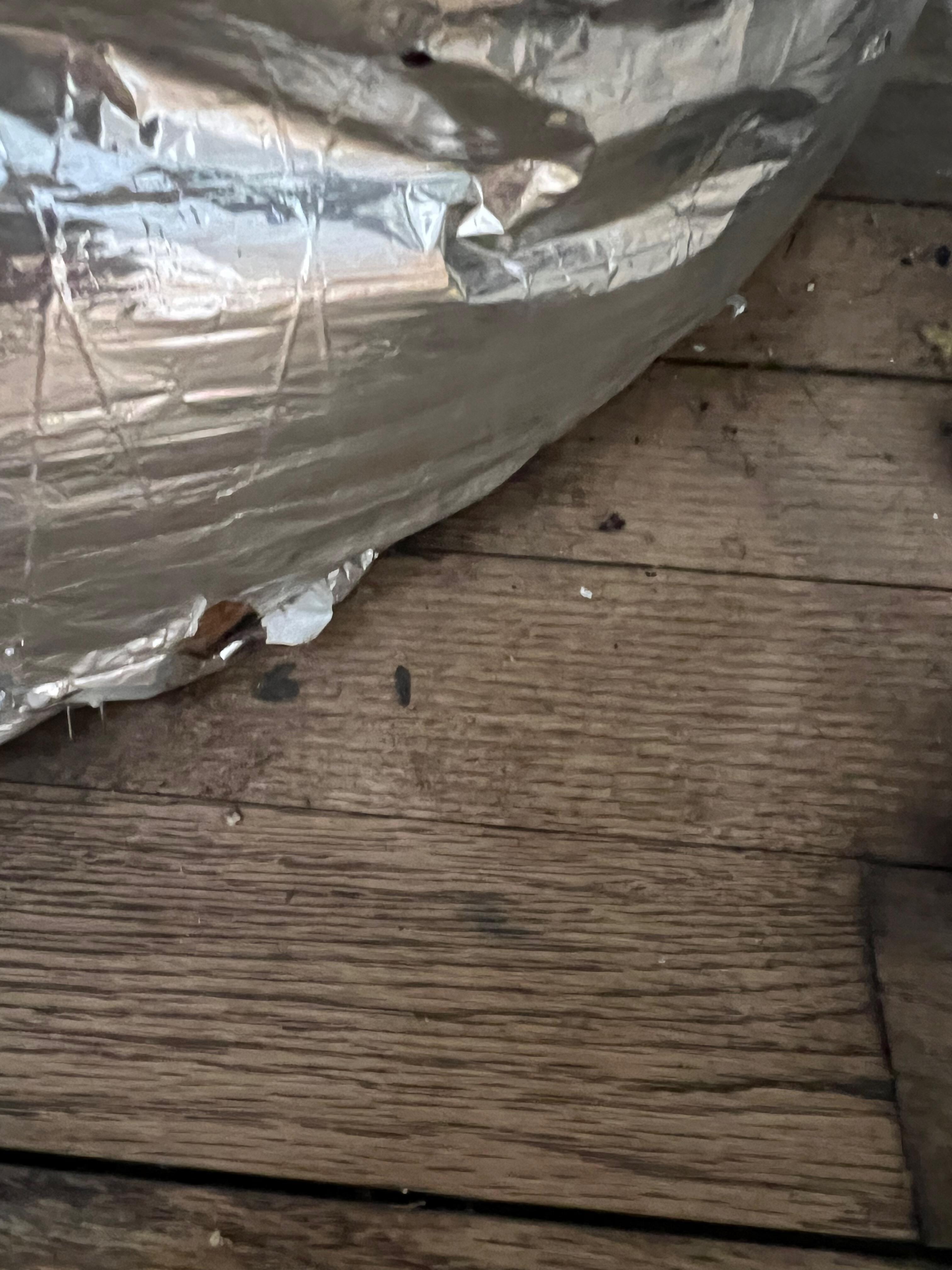 rat poop around furnace in kitchen closet