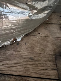 rat poop around furnace in kitchen closet