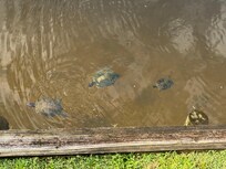 Fun with the turtles