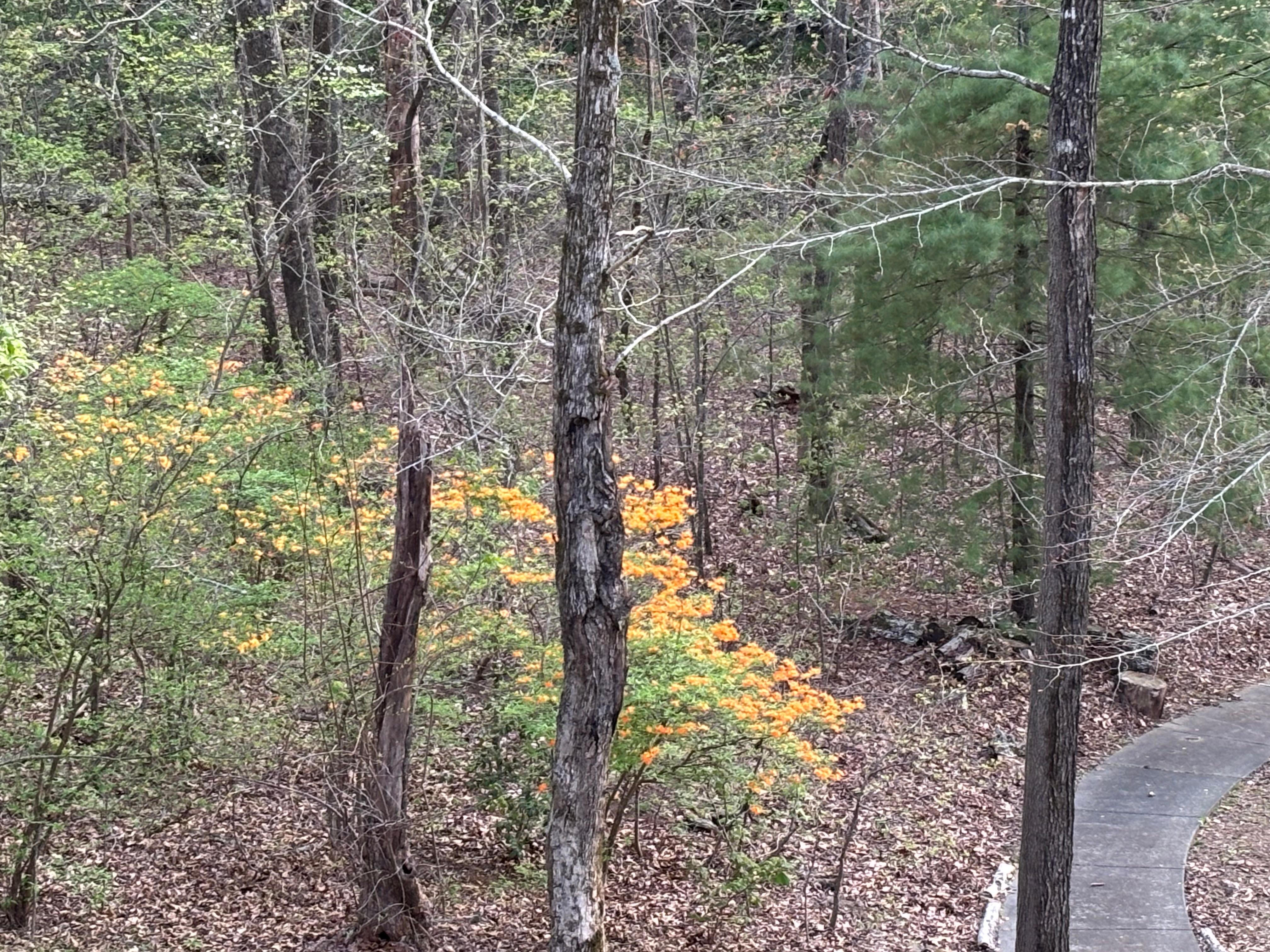 Looking down on walkway to boat ramp and lake from balcony