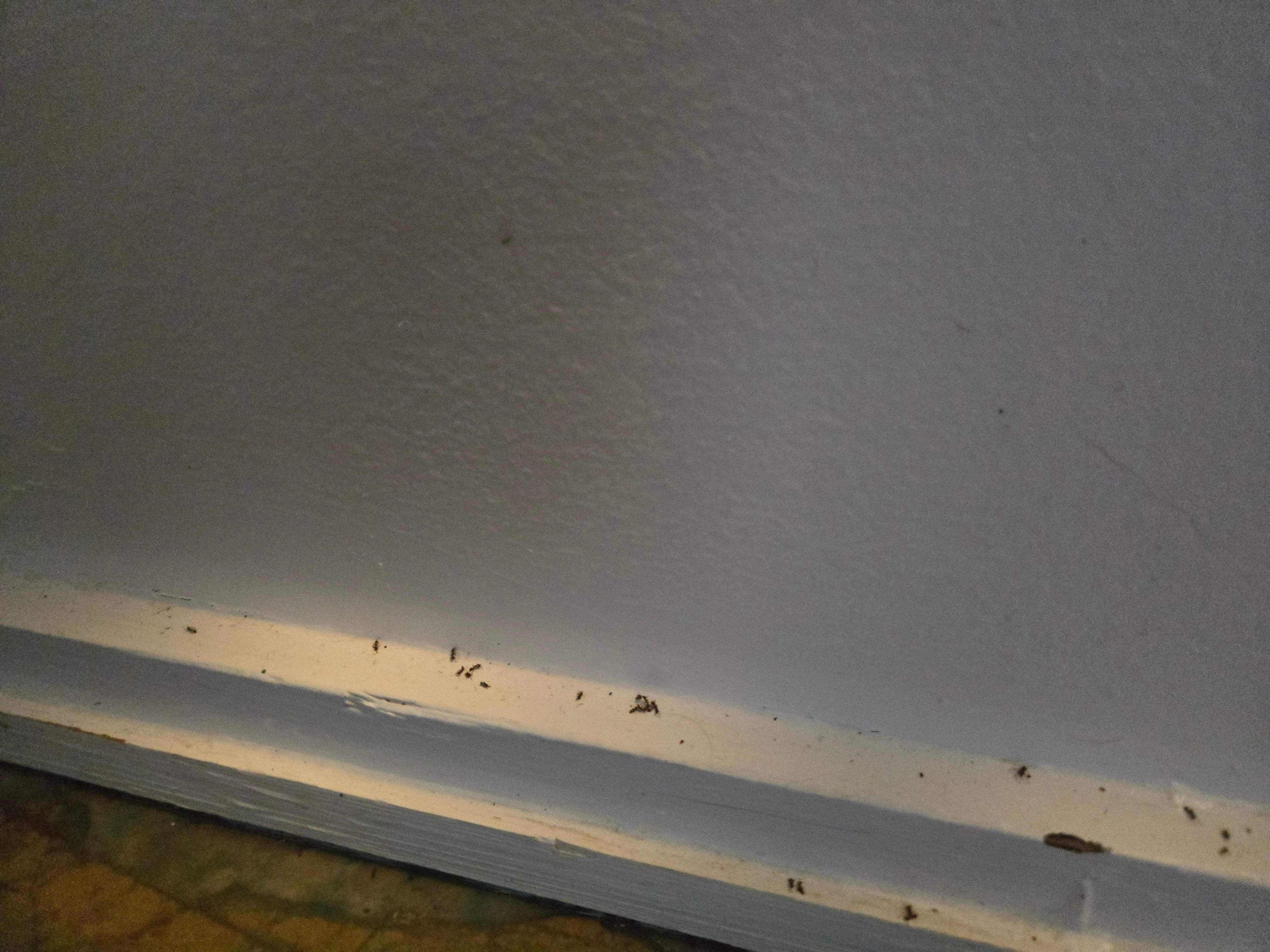 Dead ants on the baseboards 