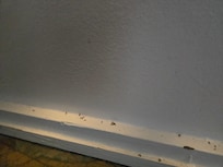 Dead ants on the baseboards